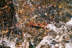 Polypleurum stylosum